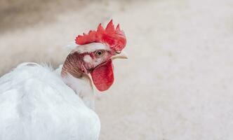 portrait de une coq, proche en haut de une coq avec une rouge crête, tête de une coq avec une rouge crête isolé photo