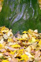 feuilles d'automne sèches dans la nature photo