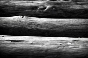 tronc de bois coupé dans la nature photo