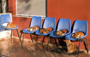 chats animaux assis sur des chaises