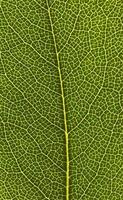 feuilles vertes de saison dans la nature photo