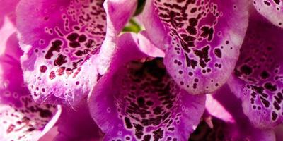 la belle mais toxique plante digitale rose photo