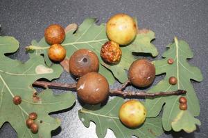 cynips quercusfolii boules de galle sur feuille de chêne photo