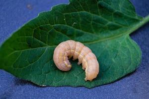 la vermine végétale lacanobia mamerta photo