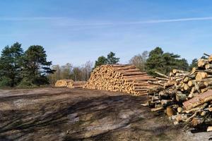 foresterie dans la réserve naturelle fischbeker heide photo