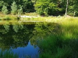 dans la réserve naturelle fischbeker heide à côté de hambourg allemagne photo