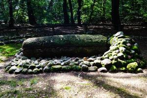 dans la réserve naturelle fischbeker heide à côté de hambourg allemagne photo