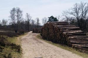 dans la réserve naturelle fischbeker heide à côté de hambourg allemagne photo