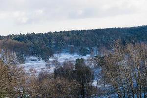 dans la réserve naturelle fischbeker heide à côté de hambourg allemagne photo