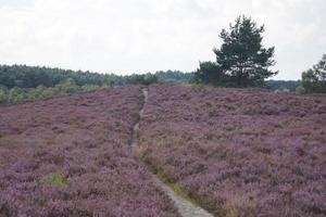 dans la réserve naturelle fischbeker heide à côté de hambourg allemagne photo