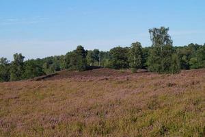 dans la réserve naturelle fischbeker heide à côté de hambourg allemagne photo