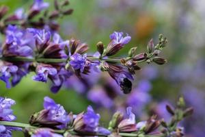 fleurs et feuilles de sauge photo