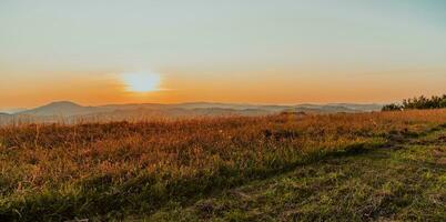 idyllique le coucher du soleil sur une Prairie avec aussi en retard longue vert herbe photo
