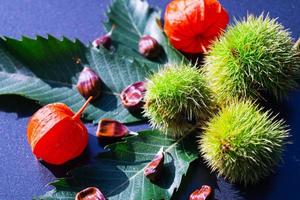 les fruits du châtaignier épineux sont mûrs en automne