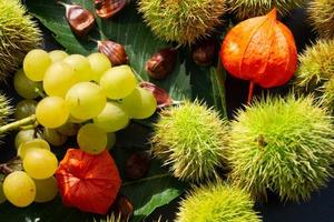les fruits du châtaignier épineux sont mûrs en automne