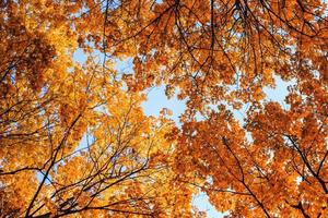 feuilles d'automne sur fond de ciel bleu photo