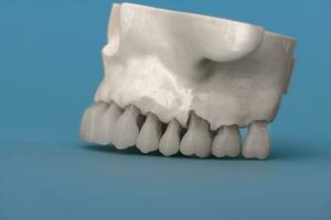 plus haut Humain mâchoire avec les dents anatomie modèle isolé sur bleu Contexte. en bonne santé dents, dentaire se soucier et orthodontique médical concept. photo