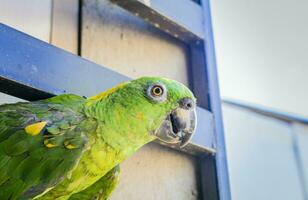 une vert à plumes perroquet, proche en haut de vert perroquet œil avec copie espace photo