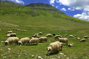 moutons dans la nature photo