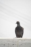 colombe grise perchée sur un rail de ciment photo
