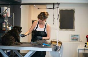 Coiffeuse pour animaux de compagnie femme coupant la fourrure de chien noir mignon photo