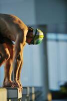 jeune nageur au départ de la natation photo