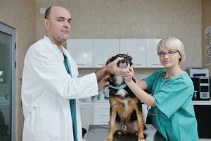 vétérinaire et assistant dans une clinique pour petits animaux photo