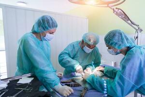 véritable chirurgie abdominale sur un chat en milieu hospitalier photo