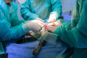 une équipe de chirurgiens et de vétérinaires effectuant une opération de castration ou de stérilisation sur un chat dans un hôpital pour animaux. photo