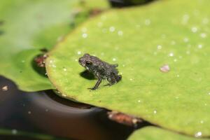 une crapaud repose sur une lis tampon pendant une Texas été. photo