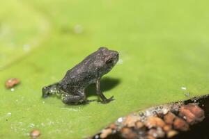 une minuscule grenouille est assis sur une lis tampon feuille. photo