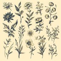 noir et blanc dessins de fleurs et végétaux, main dessins photo