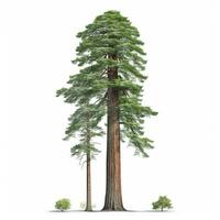 réaliste vert séquoia le plus haut arbre dans le monde sur une blanc arrière-plan, Etats-Unis symbole - ai généré image photo
