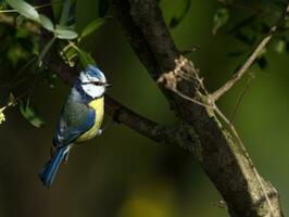 eurasien bleu mésange, cyanistes caeruleus photo