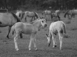 chevaux sauvages en allemagne photo