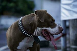 fermer, de face vue de une pitbull chien étant joué avec dans un Urbain zone photo