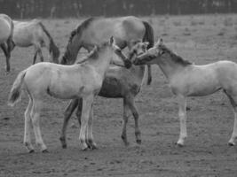 chevaux sauvages en westphalie photo