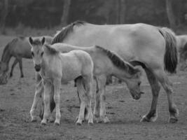 chevaux sauvages en westphalie photo