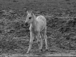 chevaux sauvages en westphalie photo