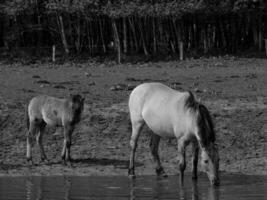 sauvage les chevaux et poulains photo