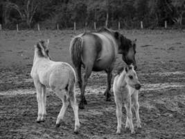 sauvage les chevaux et poulains photo