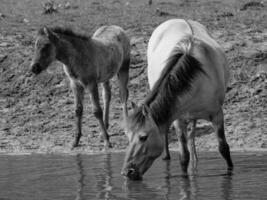 sauvage les chevaux et poulains photo