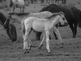 chevaux sauvages en allemagne photo