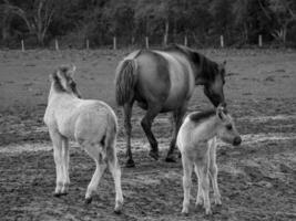 sauvage les chevaux et poulains photo