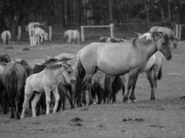 chevaux sauvages en allemagne photo