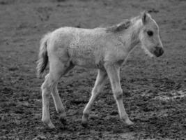 sauvage les chevaux et poulains photo