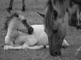 chevaux sauvages en allemagne photo