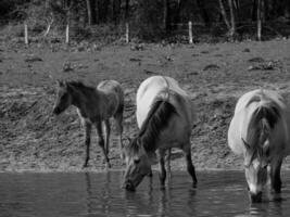 sauvage les chevaux et poulains photo