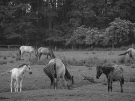 sauvage les chevaux dans le allemand westphalie photo