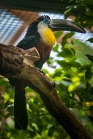 une toucan oiseau avec une grand le bec est assis sur une épais branche. noir plumes, bleu yeux et Jaune seins. duveteux crête. sélectif concentrer sur le diriger. photo